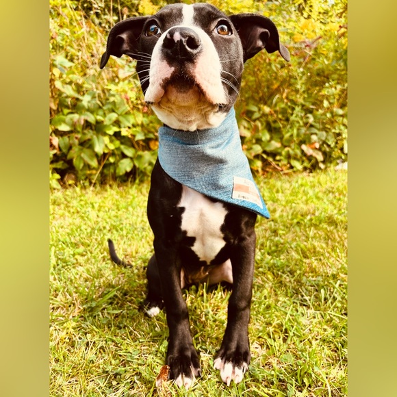 13” Levi’s Dog Bandana, Levi Strauss, Levi Jeans, Repurposed Levi Strauss - Picture 3 of 10